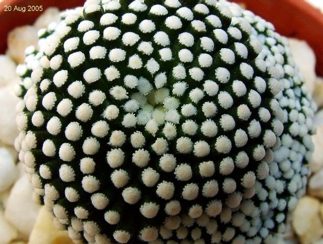 Mammillaria_ luethyi e9
